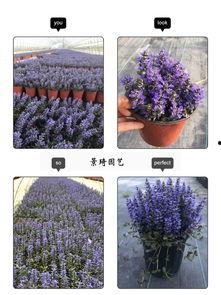 国产精品寻花在线看,一场视觉与情感的盛宴